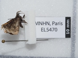  ( - EL5470)  @12 [ ] CreativeCommons - Attribution (2015) Rodolphe Rougerie Muséum national d'Histoire Naturelle, Paris