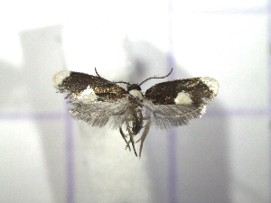  ( - IO0458)  @12 [ ] CreativeCommons - Attribution Non-Commercial Share-Alike (2015) Carlos Lopez Vaamonde Institut National Recherche Agronomique Zoologie Forestiere