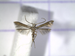  (Batrachedrinae - IO0276)  @14 [ ] CreativeCommons - Attribution Non-Commercial Share-Alike (2015) Carlos Lopez Vaamonde Institut National Recherche Agronomique Zoologie Forestiere