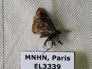  ( - EL3339)  @12 [ ] CreativeCommons - Attribution (2015) Rodolphe Rougerie Muséum national d'Histoire Naturelle, Paris