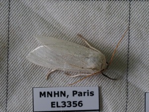  ( - EL3356)  @12 [ ] CreativeCommons - Attribution (2015) Rodolphe Rougerie Mus&eacute;um national d'Histoire Naturelle, Paris