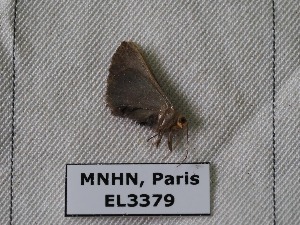  ( - EL3379)  @13 [ ] CreativeCommons - Attribution (2015) Rodolphe Rougerie Muséum national d'Histoire Naturelle, Paris