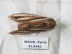  ( - EL3441)  @12 [ ] CreativeCommons - Attribution (2015) Rodolphe Rougerie Muséum national d'Histoire Naturelle, Paris