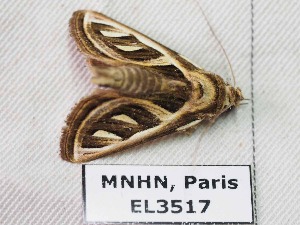  ( - EL3517)  @12 [ ] CreativeCommons - Attribution (2015) Rodolphe Rougerie Mus&eacute;um national d'Histoire Naturelle, Paris