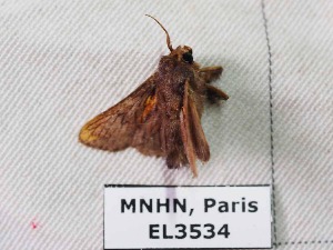  ( - EL3534)  @12 [ ] CreativeCommons - Attribution (2015) Rodolphe Rougerie Mus&eacute;um national d'Histoire Naturelle, Paris