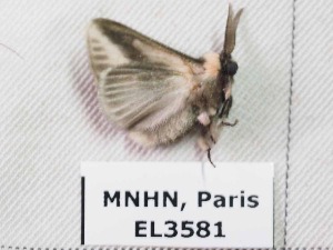  ( - EL3581)  @12 [ ] CreativeCommons - Attribution (2015) Rodolphe Rougerie Muséum national d'Histoire Naturelle, Paris
