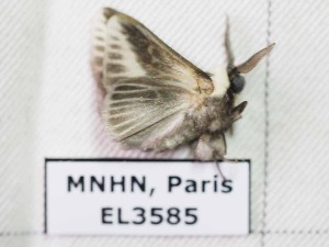  ( - EL3585)  @12 [ ] CreativeCommons - Attribution (2015) Rodolphe Rougerie Muséum national d'Histoire Naturelle, Paris