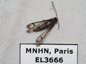  ( - EL3666)  @12 [ ] CreativeCommons - Attribution (2015) Rodolphe Rougerie Mus&eacute;um national d'Histoire Naturelle, Paris