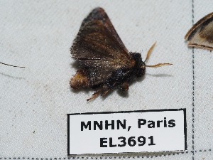  ( - EL3691)  @12 [ ] CreativeCommons - Attribution (2015) Rodolphe Rougerie Mus&eacute;um national d'Histoire Naturelle, Paris