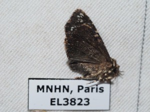  ( - EL3823)  @13 [ ] CreativeCommons - Attribution (2015) Rodolphe Rougerie Muséum national d'Histoire Naturelle, Paris