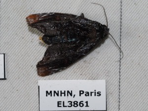  ( - EL3861)  @12 [ ] CreativeCommons - Attribution (2015) Rodolphe Rougerie Mus&eacute;um national d'Histoire Naturelle, Paris