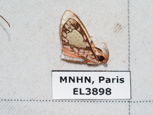  ( - EL3898)  @12 [ ] CreativeCommons - Attribution (2015) Rodolphe Rougerie Muséum national d'Histoire Naturelle, Paris