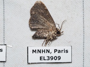  ( - EL3909)  @13 [ ] CreativeCommons - Attribution (2015) Rodolphe Rougerie Muséum national d'Histoire Naturelle, Paris