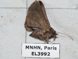  ( - EL3992)  @13 [ ] CreativeCommons - Attribution (2015) Rodolphe Rougerie Mus&eacute;um national d'Histoire Naturelle, Paris