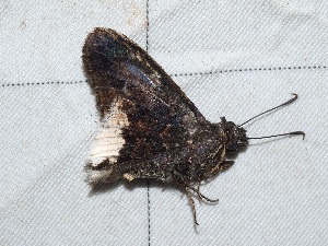  (Cogia crameri - EL4098)  @13 [ ] CreativeCommons - Attribution (2015) Rodolphe Rougerie Mus&eacute;um national d'Histoire Naturelle, Paris