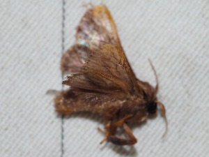  ( - EL4117)  @12 [ ] CreativeCommons - Attribution (2015) Rodolphe Rougerie Mus&eacute;um national d'Histoire Naturelle, Paris