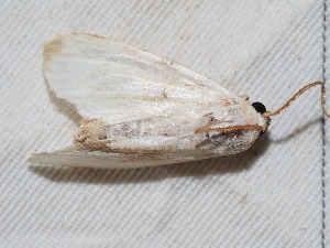  ( - EL4119)  @12 [ ] CreativeCommons - Attribution (2015) Rodolphe Rougerie Mus&eacute;um national d'Histoire Naturelle, Paris