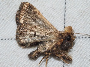  ( - EL4140)  @12 [ ] CreativeCommons - Attribution (2015) Rodolphe Rougerie Mus&eacute;um national d'Histoire Naturelle, Paris