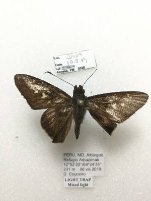  ( - PM0320)  @11 [ ] by-nc (2019) Unspecified Museo de Historia Natural, Lima, UNMSM