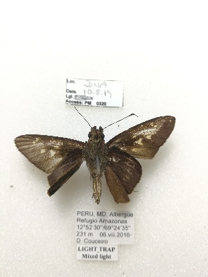  ( - PM0320)  @11 [ ] by-nc (2019) Unspecified Museo de Historia Natural, Lima, UNMSM