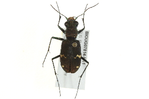  (Cicindela sp - BIOUG07814-H11)  @14 [ ] CreativeCommons - Attribution (2014) CBG Photography Group Centre for Biodiversity Genomics