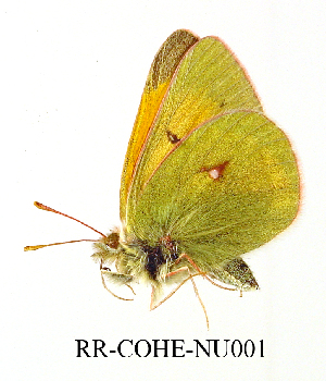  (Colias rankinensis - RR-COHE-NU001)  @12 [ ] Unspecified (default): All Rights Reserved  Unspecified Unspecified