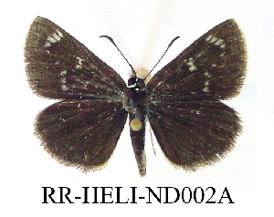  (Hesperopsis libya - RR-HELI-ND002)  @14 [ ] Unspecified (default): All Rights Reserved  Unspecified Unspecified