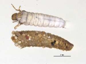  ( - BIOUG04848-F05)  @13 [ ] CreativeCommons - Attribution (2013) Trevor Bringloe Centre for Biodiversity Genomics