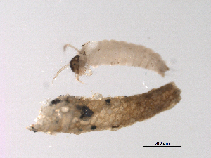  ( - BIOUG04849-H04)  @13 [ ] CreativeCommons - Attribution (2013) Trevor Bringloe Centre for Biodiversity Genomics