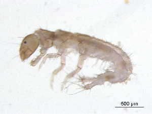  ( - BIOUG06967-C01)  @13 [ ] CreativeCommons - Attribution (2013) Trevor Bringloe Centre for Biodiversity Genomics