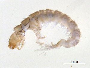  ( - BIOUG06968-E04)  @13 [ ] CreativeCommons - Attribution (2013) Trevor Bringloe Centre for Biodiversity Genomics