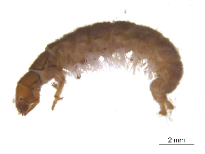  ( - BIOUG06971-H01)  @13 [ ] CreativeCommons - Attribution (2013) Trevor Bringloe Centre for Biodiversity Genomics