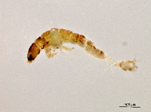  ( - BIOUG07056-A08)  @12 [ ] CreativeCommons - Attribution (2013) Trevor Bringloe Centre for Biodiversity Genomics