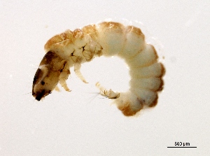  ( - BIOUG07056-B05)  @12 [ ] CreativeCommons - Attribution (2013) Trevor Bringloe Centre for Biodiversity Genomics