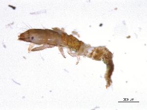  ( - BIOUG07056-B06)  @12 [ ] CreativeCommons - Attribution (2013) Trevor Bringloe Centre for Biodiversity Genomics