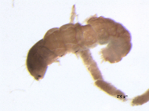  ( - BIOUG07058-C04)  @12 [ ] CreativeCommons - Attribution (2013) Trevor Bringloe Centre for Biodiversity Genomics