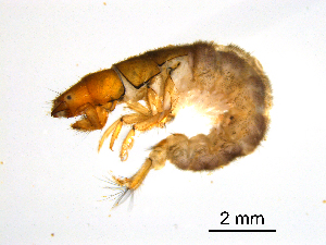  ( - BIOUG07062-B09)  @13 [ ] CreativeCommons - Attribution (2013) Trevor Bringloe Centre for Biodiversity Genomics