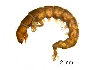  ( - BIOUG07062-G08)  @13 [ ] CreativeCommons - Attribution (2013) Trevor Bringloe Centre for Biodiversity Genomics