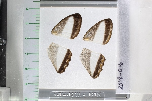  ( - ORES-2018-016)  @11 [ ] CC-by (2023) Mohamed Benmesbah Research Collection of Mohamed Benmesbah