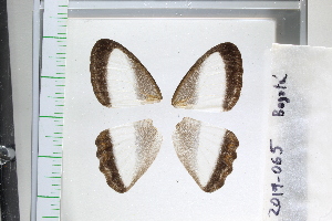  ( - ORES-2019-065)  @11 [ ] CreativeCommons - Attribution Share-Alike (2023) Unspecified Research Collection of Mohamed Benmesbah
