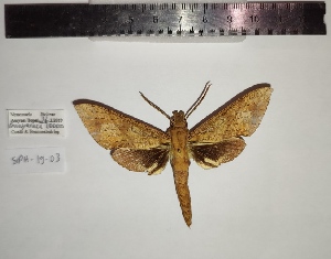  ( - SPH-19-03)  @11 [ ] CC-by (2023) Mohamed Benmesbah Research Collection of Mohamed Benmesbah