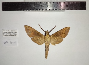  ( - SPH-19-03)  @11 [ ] CC-by (2023) Mohamed Benmesbah Research Collection of Mohamed Benmesbah