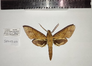  ( - SPH-19-04)  @11 [ ] CC-by (2023) Mohamed Benmesbah Research Collection of Mohamed Benmesbah