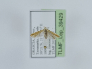  ( - TLMF_Lep_39429)  @11 [ ] CreativeCommons - Attribution Non-Commercial Share-Alike (2024) Peter Huemer Tiroler Landesmuseum