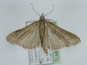  ( - TLMF_Lep_39472)  @11 [ ] CreativeCommons - Attribution Non-Commercial Share-Alike (2024) Peter Huemer Tiroler Landesmuseum