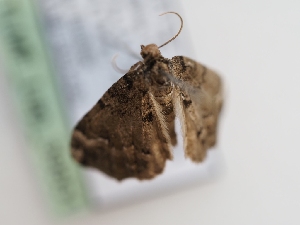  ( - TLMF_Lep_39851)  @11 [ ] CreativeCommons - Attribution Non-Commercial Share-Alike (2024) Peter Huemer Tiroler Landesmuseum