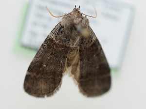  ( - TLMF_Lep_40100)  @11 [ ] CreativeCommons - Attribution Non-Commercial Share-Alike (2024) Peter Huemer Tiroler Landesmuseum