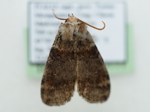  ( - TLMF_Lep_40111)  @11 [ ] CreativeCommons - Attribution Non-Commercial Share-Alike (2024) Peter Huemer Tiroler Landesmuseum