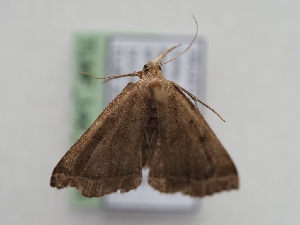  ( - TLMF_Lep_40294)  @11 [ ] CreativeCommons - Attribution Non-Commercial Share-Alike (2024) Peter Huemer Tiroler Landesmuseum