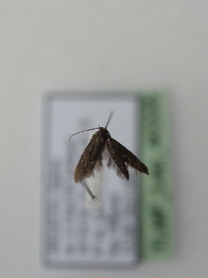  ( - TLMF_Lep_40335)  @11 [ ] CreativeCommons - Attribution Non-Commercial Share-Alike (2024) Peter Huemer Tiroler Landesmuseum